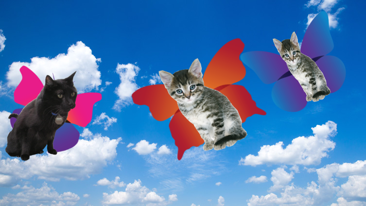 Flying cats
